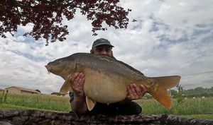 Mirror Carp
