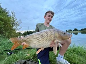 Common Carp