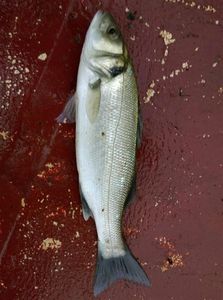 European Bass (Seabass)