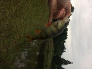 European Perch