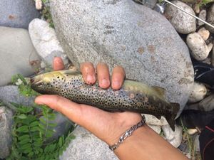 Brown Trout