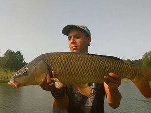 Common Carp