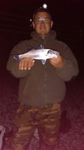 European Bass (Seabass)