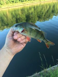 European Perch