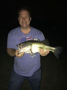 Largemouth Bass