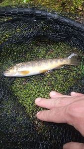 Brown Trout
