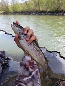 Brown Trout