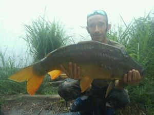 Mirror Carp