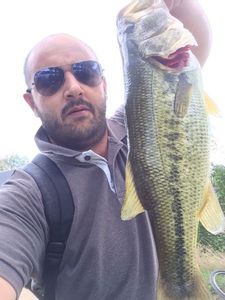 Largemouth Bass