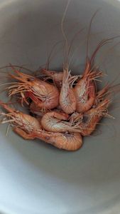 Common Prawn