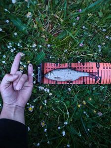 Roach