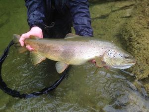 Brown Trout