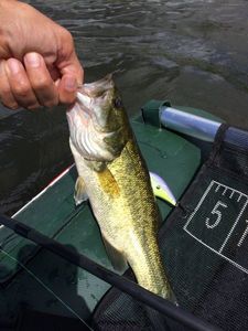 Largemouth Bass