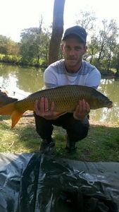Common Carp