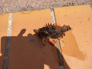 Brown Scorpionfish