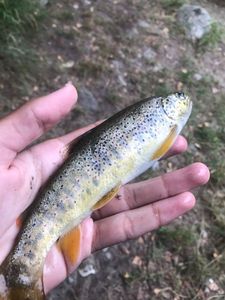 Brown Trout