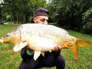 Mirror Carp