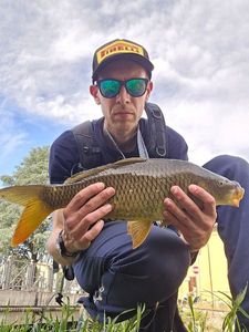 Common Carp