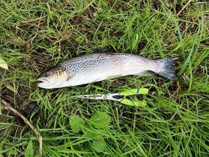 Sea Trout