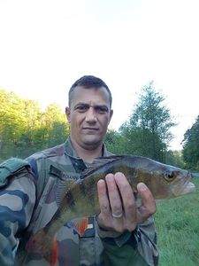 European Perch