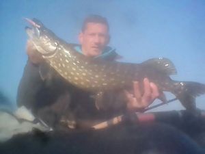 Northern Pike