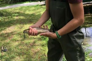Brown Trout