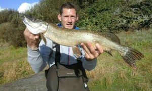 Northern Pike