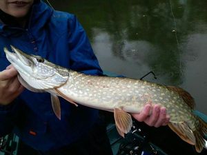 Northern Pike