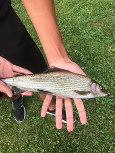 Grayling