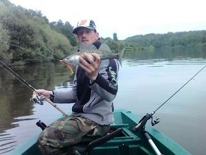 Zander