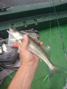 Zander