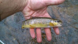 Brown Trout