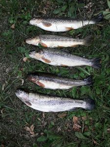 Brown Trout