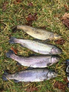 Rainbow Trout
