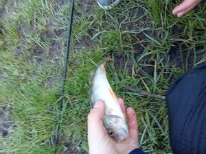 European Perch