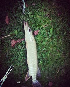 Northern Pike