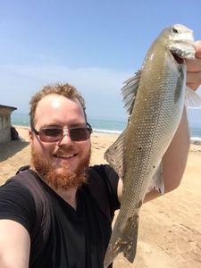 European Bass (Seabass)