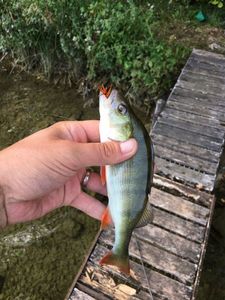 European Perch