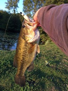 Largemouth Bass