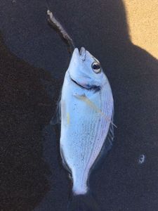 Black Seabream