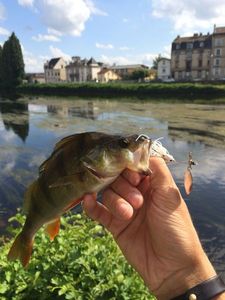 European Perch
