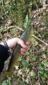 Brown Trout