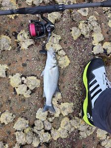 European Bass (Seabass)