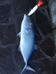Bluefin Trevally