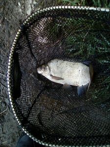 Common Bream