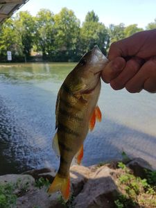 European Perch
