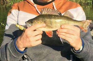 European Perch