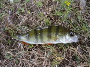 European Perch