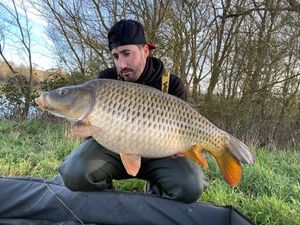 Common Carp