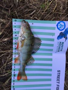 European Perch